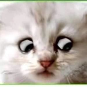 Meet your Posher, Sandy